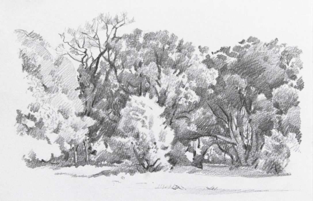 Italo : Arbres dans la clairière