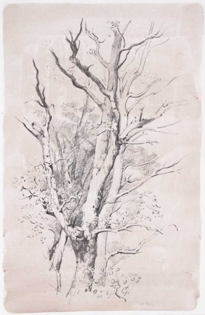 Italo : Arbre