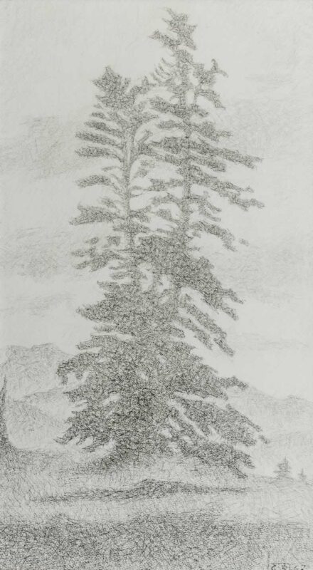Casimir Reymond : Sapin