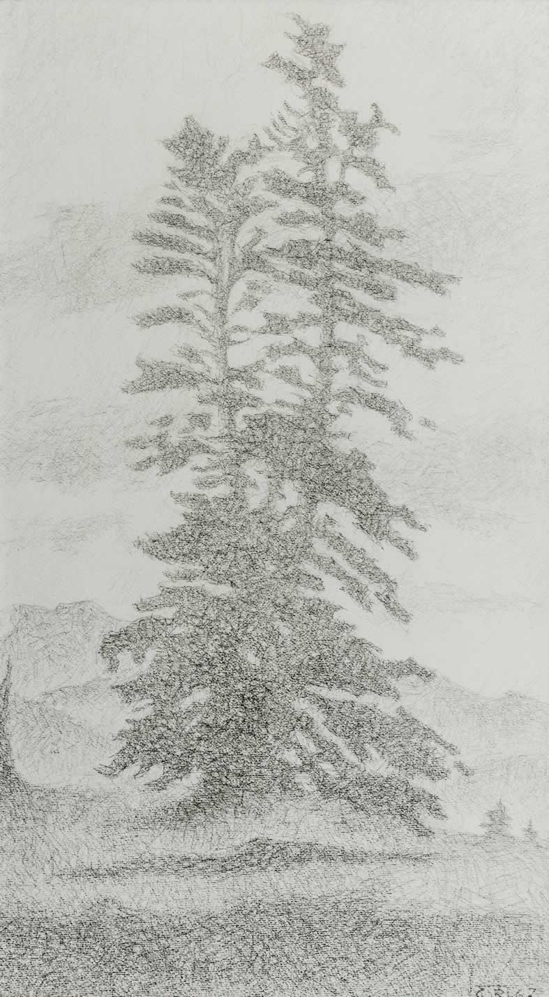 Casimir Reymond : Sapin