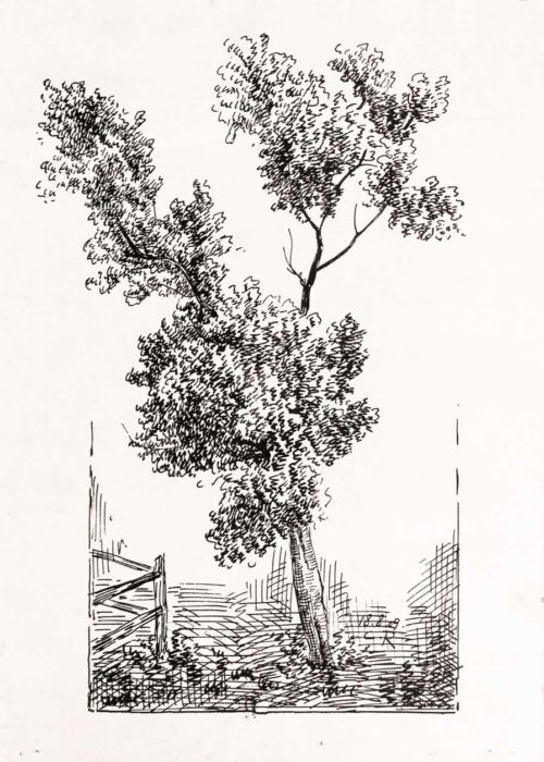 Casimir Reymond : Étude d'arbes