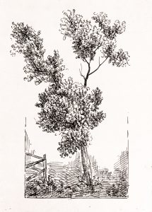 Casimir Reymond : Étude d'arbes