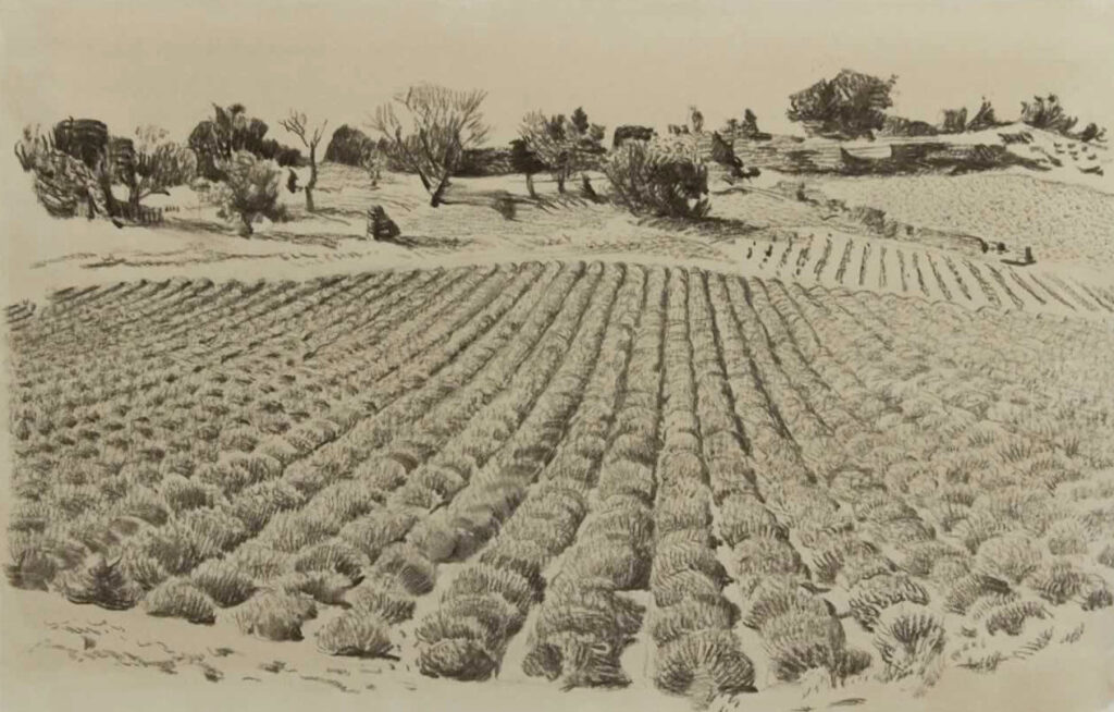 Italo De Grandi : Champ de lavandes