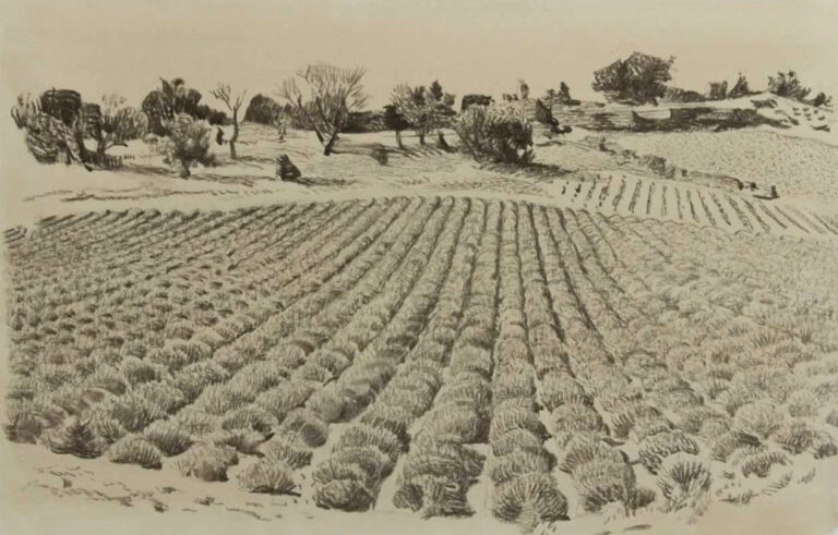 Italo De Grandi : Champ de lavandes
