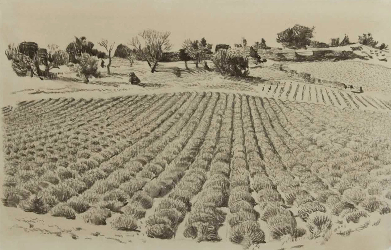 Italo De Grandi : Champ de lavandes